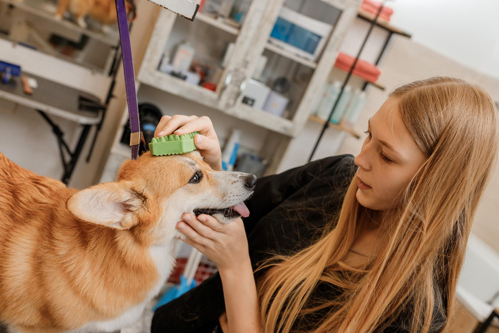 Imagem do curso: Auxiliar de Veterinária e Pet Shop 